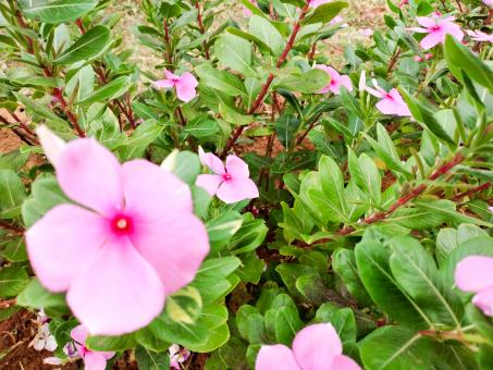 Free Stock Photo of Cosmos Sonata Flowerfield Pink Flower Field