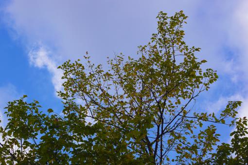Free Stock Photo of Trees From Below
