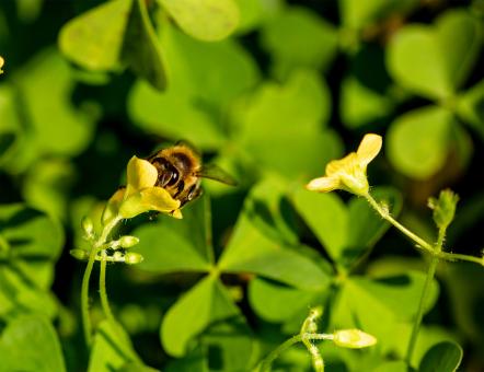 Free Stock Photo of Honey Bee on a Flower