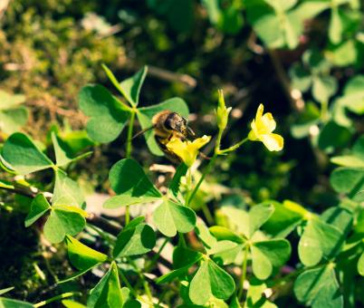 Free Stock Photo of Single Bee on a Flower