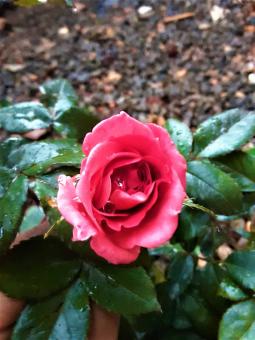Free Stock Photo of Pink Rose Outdoors