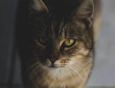 Free Stock Photo of Closeup of Cat with Green Eyes