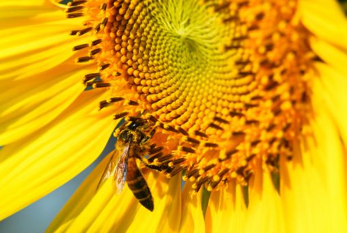 Free Stock Photo of Been on Sunflower