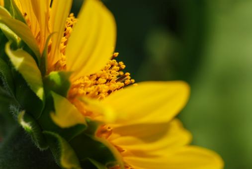 Free Stock Photo of Big Sunflower Macro
