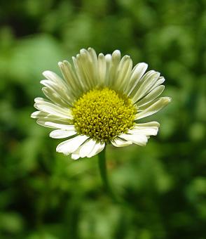 Free Stock Photo of White Daisy - Shallow Focus