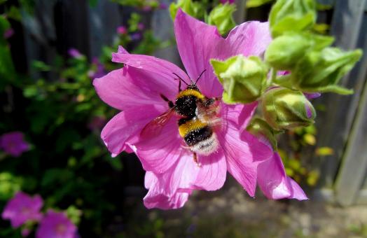 Free Stock Photo of Pink Flower and Honey Bee