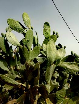 Free Stock Photo of Aloe vera plant in the southern regions of Morocco