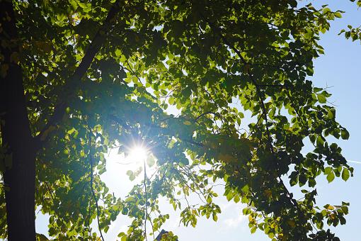 Free Stock Photo of Sunlight Behind a Tree