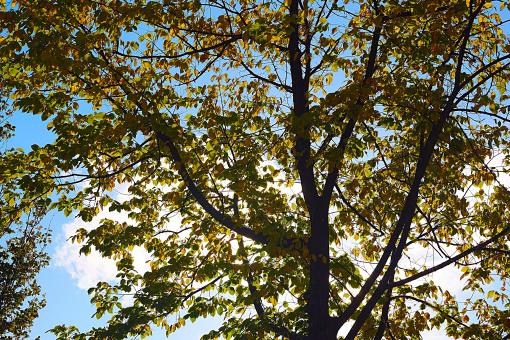 Free Stock Photo of Large Tree Against the Sky