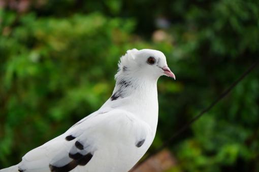 Free Stock Photo of White Pigeon Against Green Background