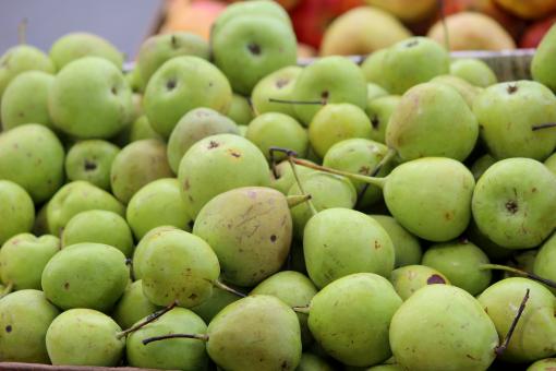 Free Stock Photo of Fresh Pear Fruits