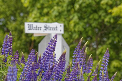 Free Stock Photo of Lupins and a street sign