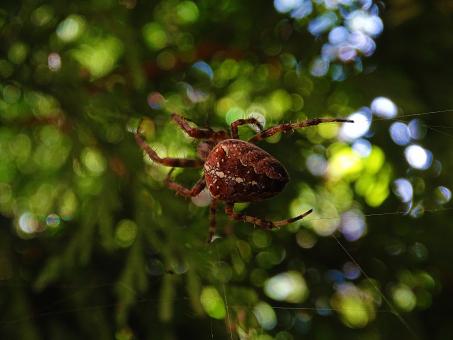Free Stock Photo of Big Spider in a Web