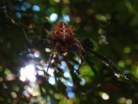 Free Stock Photo of Red Spider Sitting in Web