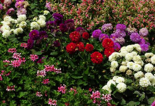 Free Stock Photo of Field of Colorful Flowers