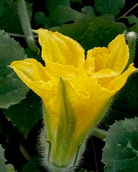 Free Stock Photo of Yellow melon flower from Morocco