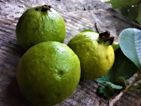 Free Stock Photo of Green Guava