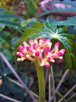 Free Stock Photo of Pink Small Growing Flowers