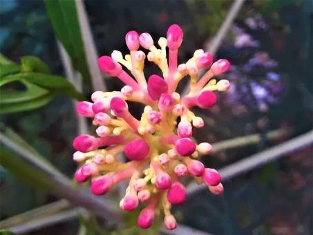 Free Stock Photo of Pink Small Growing Flower