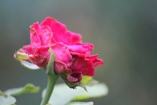 Free Stock Photo of Dying Pink Rose