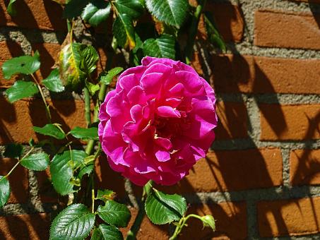 Free Stock Photo of Pink Rose in Brick Wall