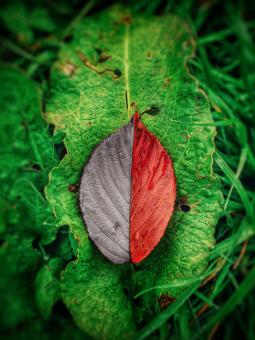 Free Stock Photo of Leaf vs Leaf