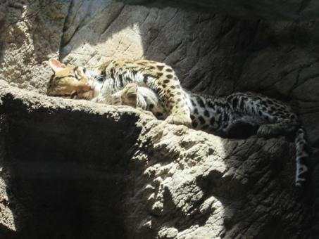 Free Stock Photo of Leopard Lounging 