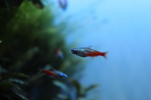 Free Stock Photo of Goldfish in Tank