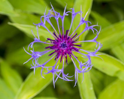 Free Stock Photo of Mountain Bluet