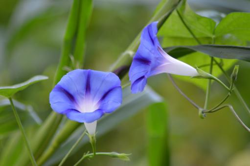 Free Stock Photo of Blooming Flowers in Winter Morning