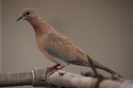 Free Stock Photo of Dove - The Sign of Peace