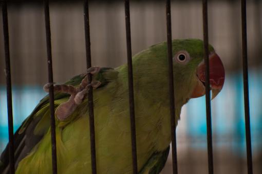 Free Stock Photo of Caged Raw Parrot