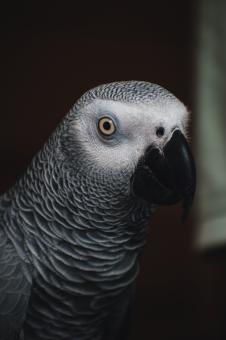 Free Stock Photo of Close Up of Grey Parrot