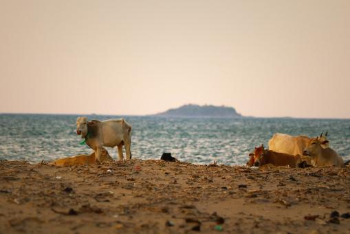 Free Stock Photo of Cow by the Sea