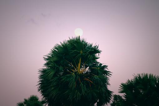 Free Stock Photo of A lonely Palmyra palm tree against overcast sky