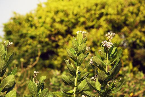 Free Stock Photo of Green Shrubs and Trees