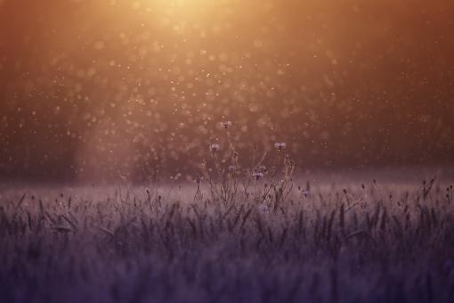 Free Stock Photo of Sun Rising Over Misty Meadow