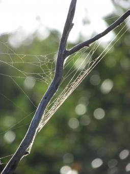 Free Stock Photo of Spider web on branch