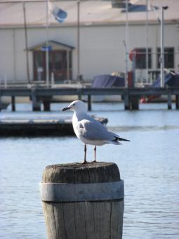 Free Stock Photo of Seagull Standing on Pole