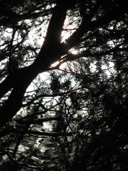 Free Stock Photo of Silhouette of Trees and Twigs