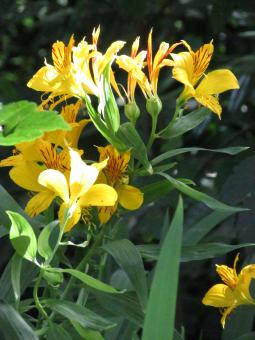Free Stock Photo of Bright Wild Lilies