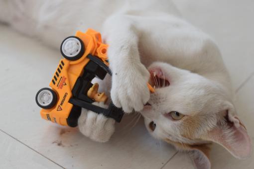 Free Stock Photo of Cat Playing