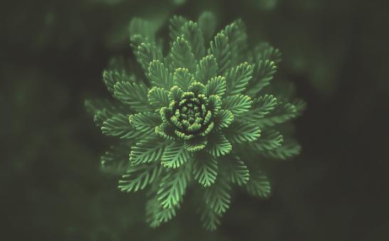 Free Stock Photo of Delicate Fern Leaves - Macro View