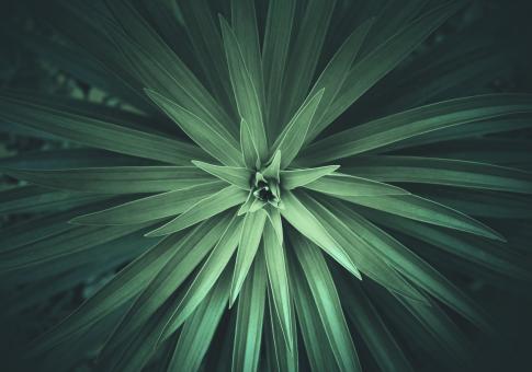 Free Stock Photo of Delicate Plant Leaves