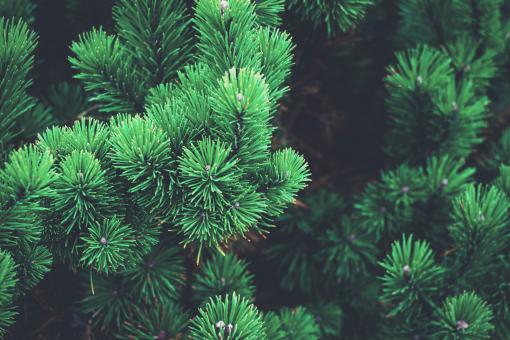 Free Stock Photo of Delicate Pine Needles