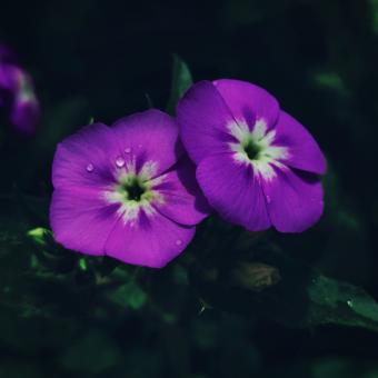 Free Stock Photo of Purple Flower