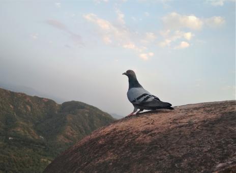 Free Stock Photo of Pigeon perched