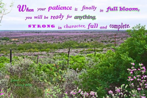 Free Stock Photo of Patience in Full Bloom