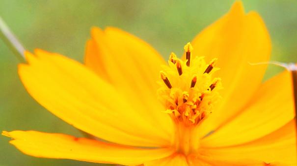 Free Stock Photo of Flowers