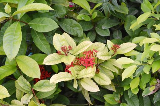 Free Stock Photo of Flora leaves